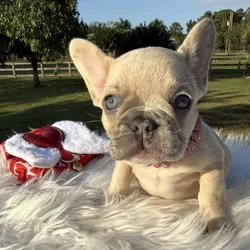 AKC Lilac Fawn Merle Female