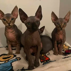 Sphynx Kittens