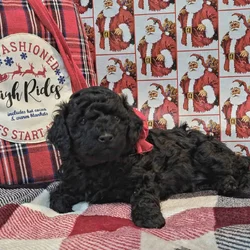 Mini Goldendoodle Puppies