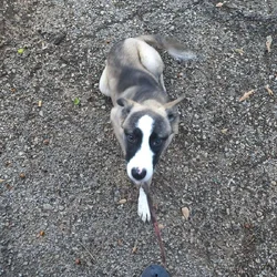 Needs a new loving home can't afford anymore