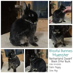 Showable Netherland Dwarf buck