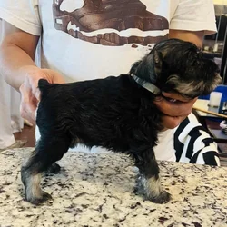Miniature Schnauzer puppy