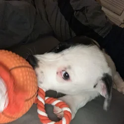 Free puppy