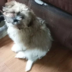Shitzu puppy