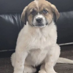 Great Pyreneese/boarder collie mix puppy