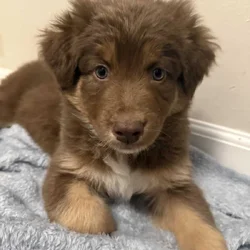 Australian Shepherd Red Tri Female Pup