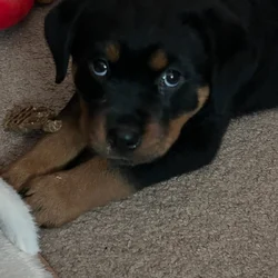 Rottweiler Puppies Available