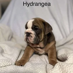 🐾 **Adorable English Bulldog Puppies ** 🐾