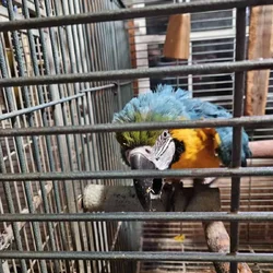 2 male maccaws