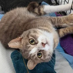 🐾 Rescued Kitties Seeking Forever Homes!