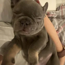 French Bulldog Lilac Male