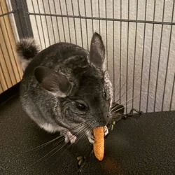 5 Month old Chinchilla for sale