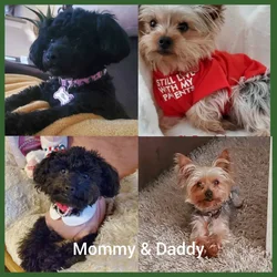 Yorkipoo Puppies 4 Sale- Ready to go home Feb.13❤️