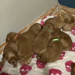 AKC Golden retriever