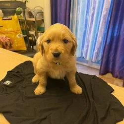 Golden Retriever Puppies