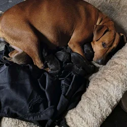 Rhodesian Ridgeback lab mix