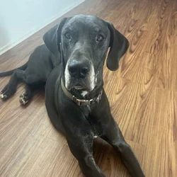 Grate Dane up for adoption