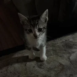 **Free kittens!!**(donations appreciated)