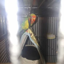 Love birds 2 sets with cage