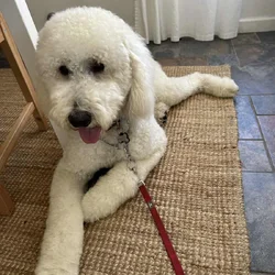 I year old male Golden Doogle
