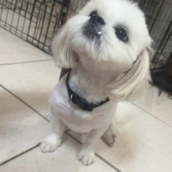 Loving Home Needed for 1-Year-Old Shih Tzu