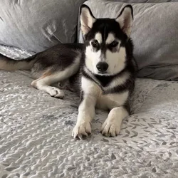 🐺 AKC Siberian Husky Stud Available