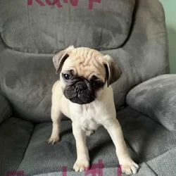 Ckc pug puppies 9 weeks