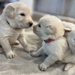 Farm Raised Maremma Livestock Guardian Puppies