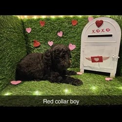 F1bb Standard Goldendoodles