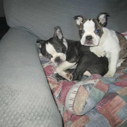 Boston terrier pups