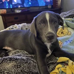 4Month old female Lab mix Free to good home