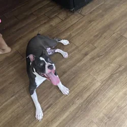 Oreo The Staffy