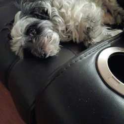 Sweet 5 hear old female havanese