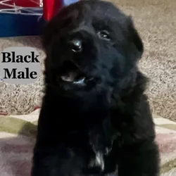 Black and Sable German Shepherd Puppies