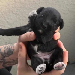 Miniature Schnauzer puppies