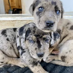 Beautiful Labahoulas