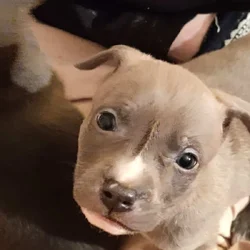 BEAUTIFUL pitmix puppies need LOVING homes