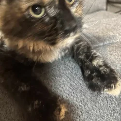 Maine Coon