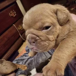 ENGLISH BULLDOG PUPPIES