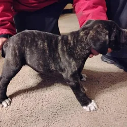 Cane Corso male pups 2