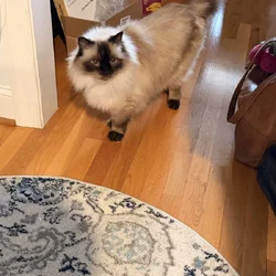 Purebred Ragdoll Cat, 10 year old