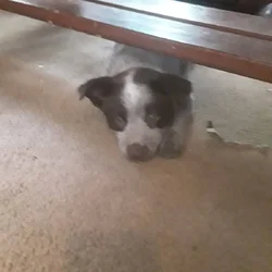 Heeler puppies