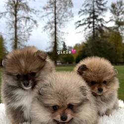 Pomeranians Looking for a New Home