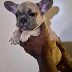 Frenchie pups