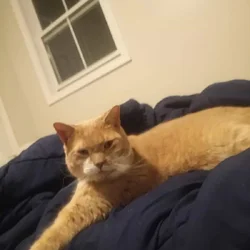 Domestic shorthaired cat for sale $150