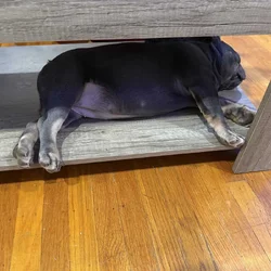3 French Bull Dogs for sale