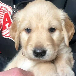Valentines golden retriever puppies