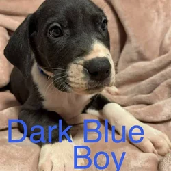 Great Dane - Pure Bred
