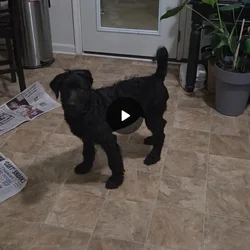 Lapradoodle Puppies