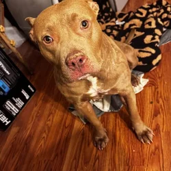 LOOKING FOR A GOOD HOME FOR THIS SWEET FEMALE
